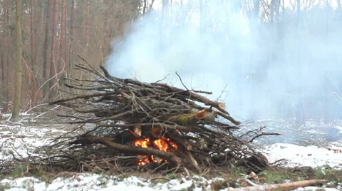 Fire in old forest Видео 34192967