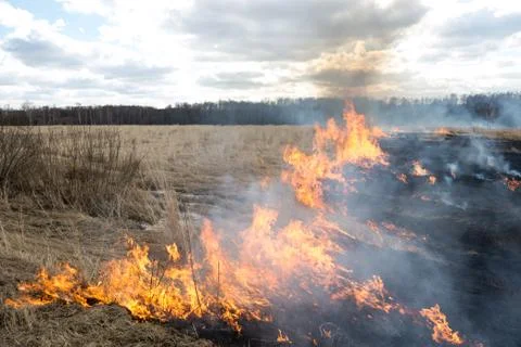 Fire. old grass burning in a field near the forest Stock Photos