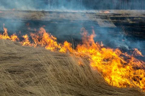 Fire. old grass burning in a field near the forest Free Stock Photos
