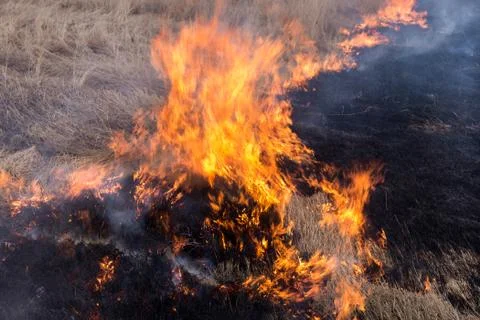 Fire. old grass burning in a field Stock Photos