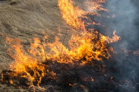 Fire. old grass burning in a field Stock Photos