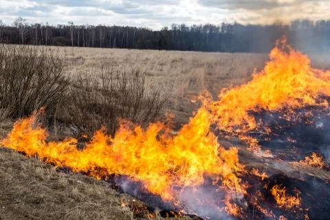 Fire. old grass burning in a field near the forest Stock Photos