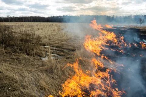 Fire. old grass burning in a field near the forest Stock Photos