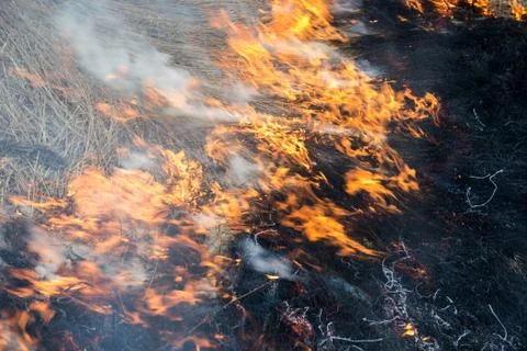 Fire. old grass burning in a field Stock Photos