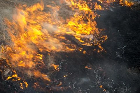 Fire. old grass burning in a field Stock Photos