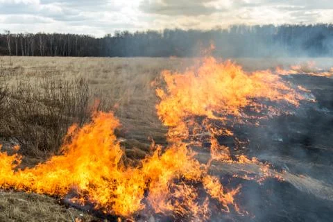 Fire. old grass burning in a field near the forest Stock Photos