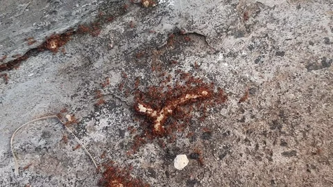 Fire or red ants eating food in group. Stock Footage 296524987
