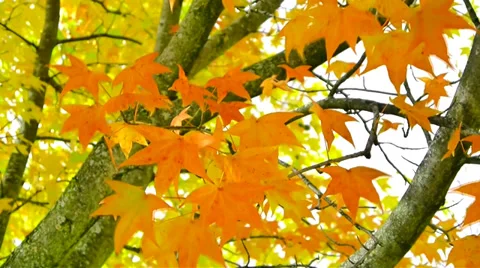 Fire Orange Autumn Leaves Stock Footage 32904081