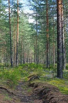 Fire overgrown ditch in a pine forest on a Sunny day Foto stock