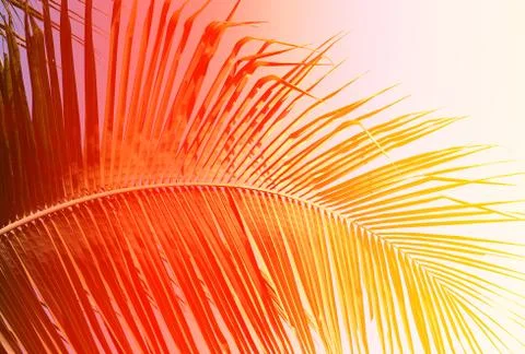 Fire palm leaf Stock Photos