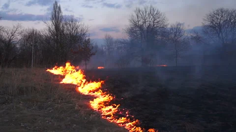 Fire in the park Stock-Footage 48073534