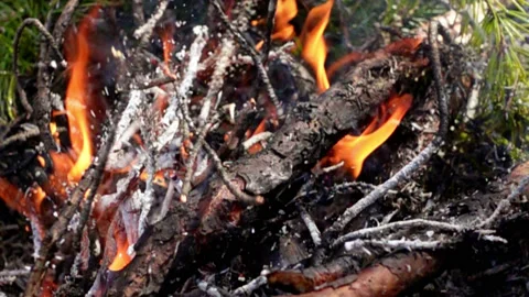 Fire in the park Stock Footage 160053474