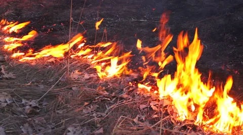 Fire in the park.  Macro Stock Footage 48073326