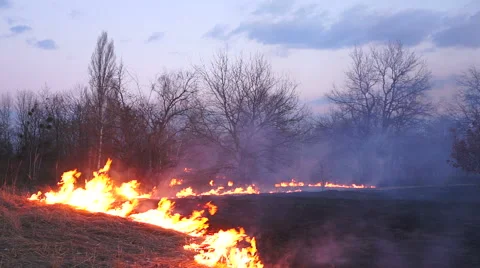 Fire in the park. Timelapse Stock Footage 48074036