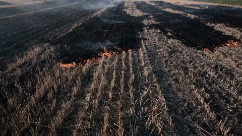 Fire, People burning old grass in the field Stock Footage 158090525