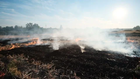 Fire, People burning old grass in the field Stock Footage 158154525