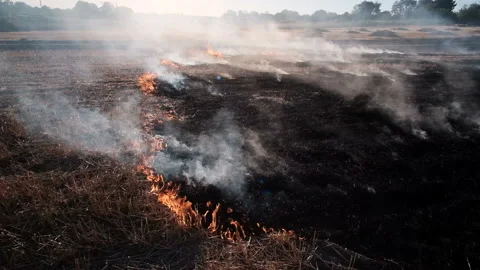 Fire, People burning old grass in the field Stock Footage 165972154