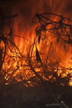 Fire Stock Photos