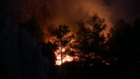 Fire in a pine forest Stock Footage 168607510