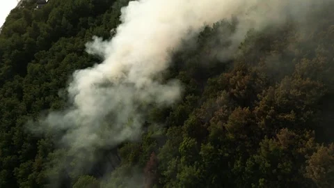 A fire in a pine forest in the mountains on in summer, smoke and fire Stock Footage 291043730