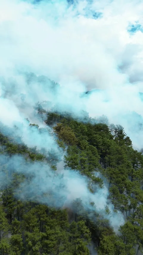 A fire in a pine forest in the mountains on in summer, smoke and fire Stock Footage 292122818