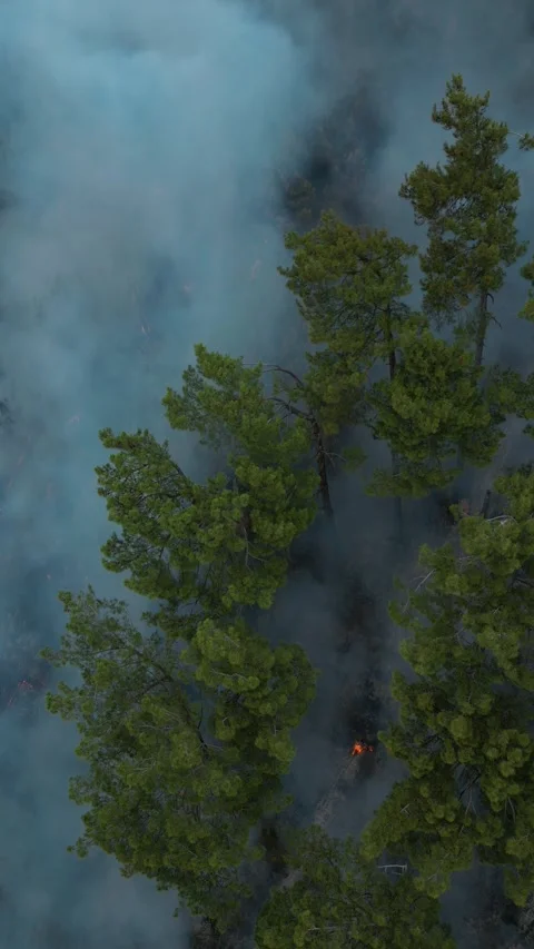 A fire in a pine forest in the mountains on in summer, smoke and fire Stock Footage 292122933