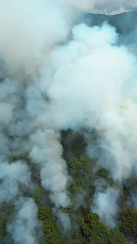 A fire in a pine forest in the mountains in summer, smoke and fire Stock Footage 292887217