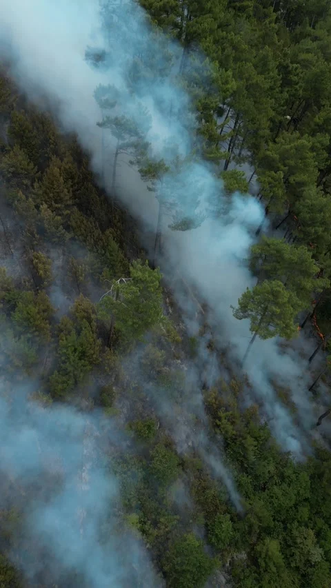 A fire in a pine forest in the mountains in summer, smoke and fire Stock Footage 292887905