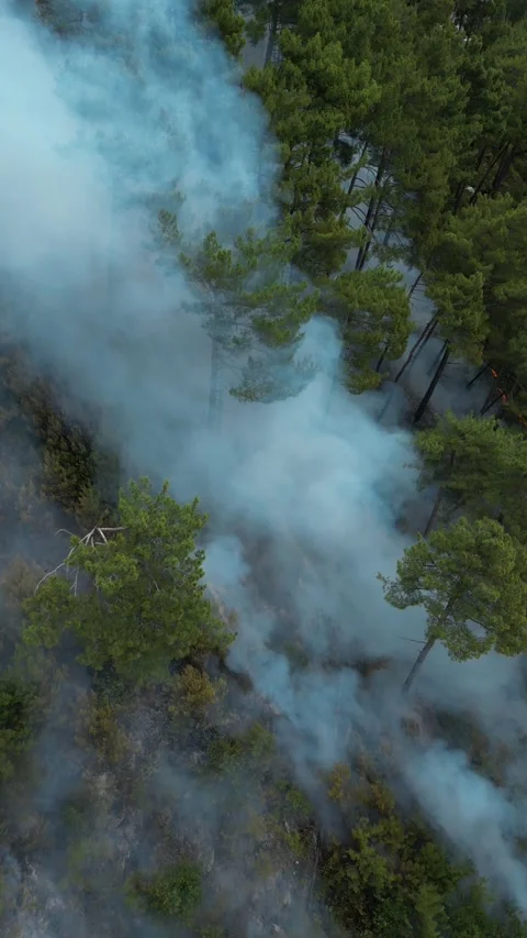 A fire in a pine forest in the mountains in summer, smoke and fire Stock Footage 292888321
