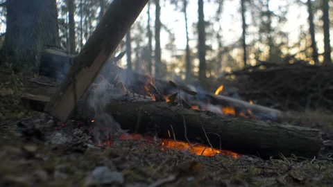 Fire in the pine forest at sunset 库存影片 97887174