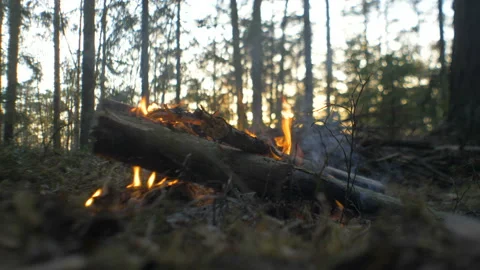 Fire in the pine forest at sunset Stock Footage 97889266