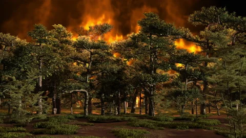 A fire in a pine forest, trees and grass are burning, an ecological disaster. Stock Footage 159608877