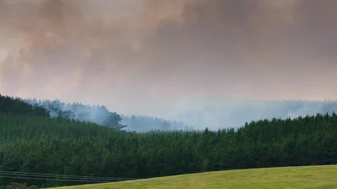 Fire in pine plantation near Cape Bridgewater, Victoria, Australia. Stock Footage 87704363