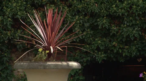 Fire plant Stock Footage 27882704