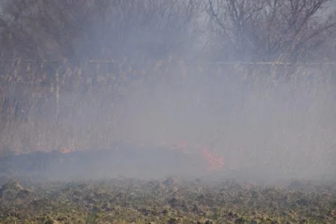 Fire on a plot of dry grass, burning of dry grass and reeds Stock Photos