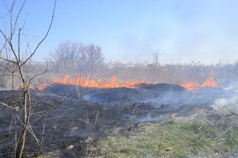 Fire on a plot of dry grass, burning of dry grass and reeds Stock Photos