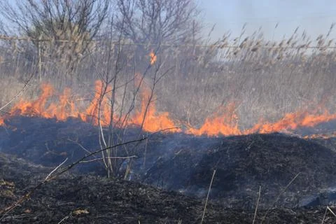 Fire on a plot of dry grass, burning of dry grass and reeds Stock Photos