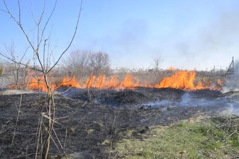 Fire on a plot of dry grass, burning of dry grass and reeds Stock Photos