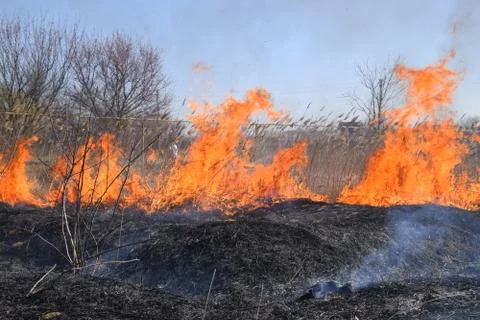 Fire on a plot of dry grass, burning of dry grass and reeds Stock Photos