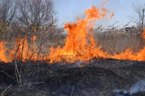 Fire on a plot of dry grass, burning of dry grass and reeds Stock Photos