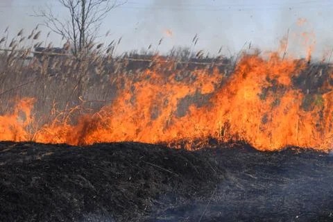 Fire on a plot of dry grass, burning of dry grass and reeds Stock Photos