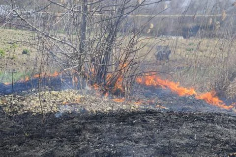 Fire on a plot of dry grass, burning of dry grass and reeds Stock Photos