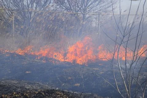 Fire on a plot of dry grass, burning of dry grass and reeds Stock Photos