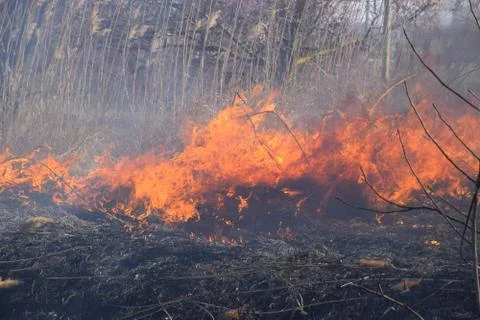 Fire on a plot of dry grass, burning of dry grass and reeds Stock Photos