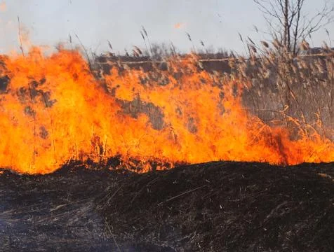Fire on a plot of dry grass, burning of dry grass and reeds Stock Photos