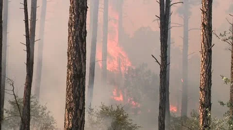Fire in the Ponderosa Stock Footage 9315653