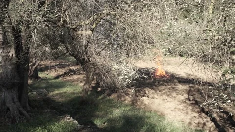 Fire of pruned branches in an olive tree grove on a sunny day 스톡 동영상 158328062