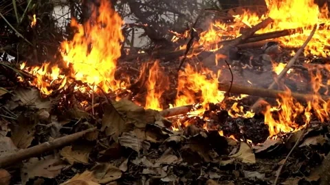 The fire quickly burned dry leaves and twigs in the garden Stock Footage 289782439