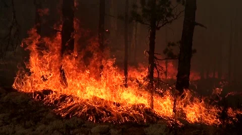 Fire quickly consumes the wild forest. Stock Footage 52116175