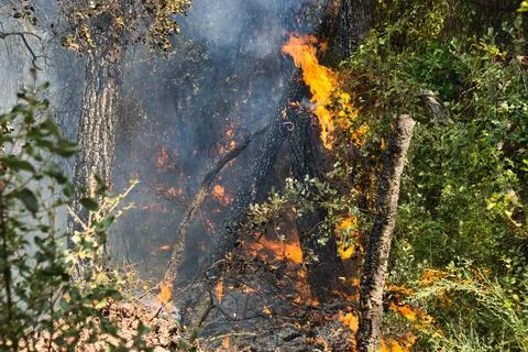 Fire rages through dense forest underbrush Stock Photos